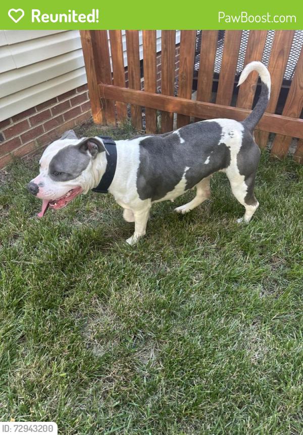 Reunited Female Dog last seen Waterleaf Pl Clayton, NC, Clayton, NC 27527