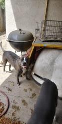 Reunited Female Dog last seen Hickcock/ Wagner Heights , Stockton, CA 95209