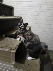 Reunited Female Cat last seen Crossroads of Bowman ave and Carl Freeman rd, Morganton, NC 28655
