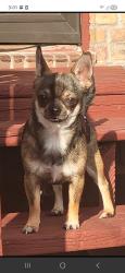 Lost Male Dog last seen The park or hiawatha hiway , Minneapolis, MN 55407