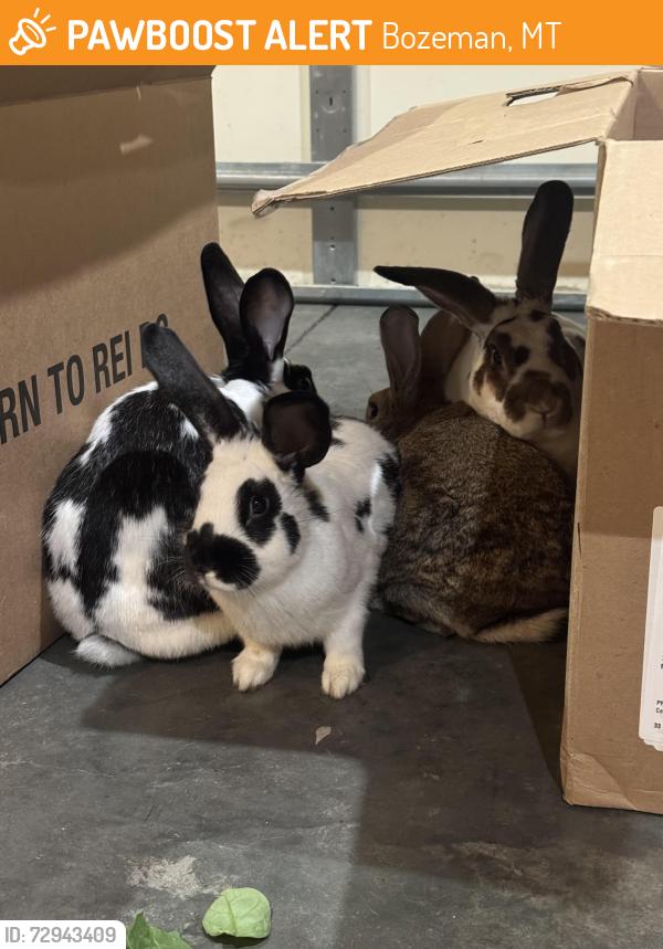 Rehomed Unknown Rabbit last seen Rose Park , Bozeman, MT 59718