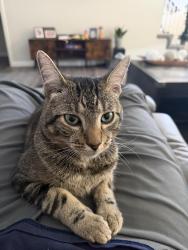 Lost Male Cat last seen Near Needmore rd, Clarksvile TN at Copper Ridge apmts, Clarksville, TN 37040