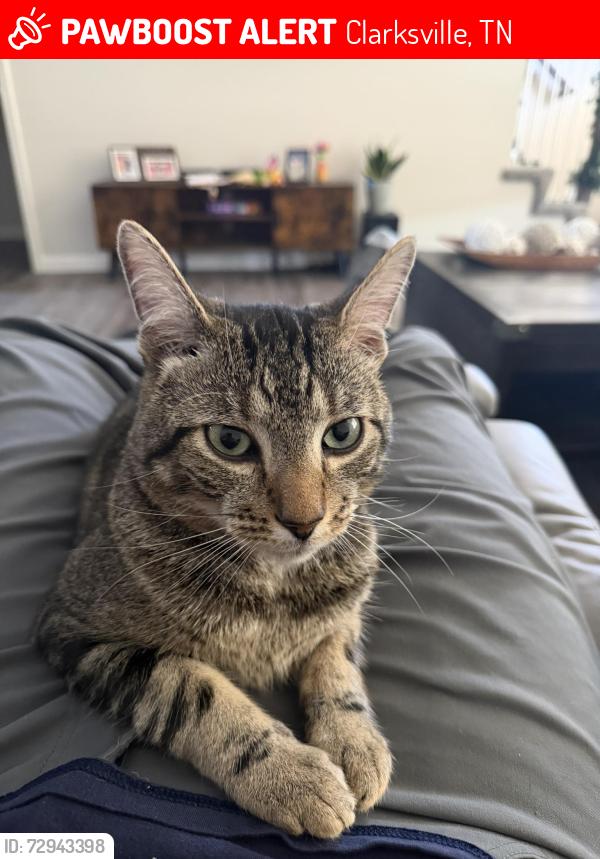 Lost Male Cat last seen Near Needmore rd, Clarksvile TN at Copper Ridge apmts, Clarksville, TN 37040