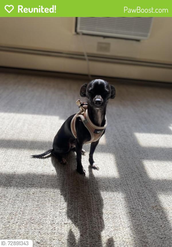 Reunited Male Dog last seen Mount overlook ave, Cleveland, OH 44104