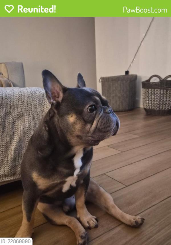 Reunited Male Dog last seen 37th and Hearn, Phoenix, AZ 85032