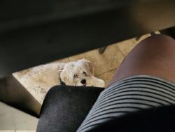 Lost Male Dog last seen 25th ave and cactus, Phoenix, AZ 85029