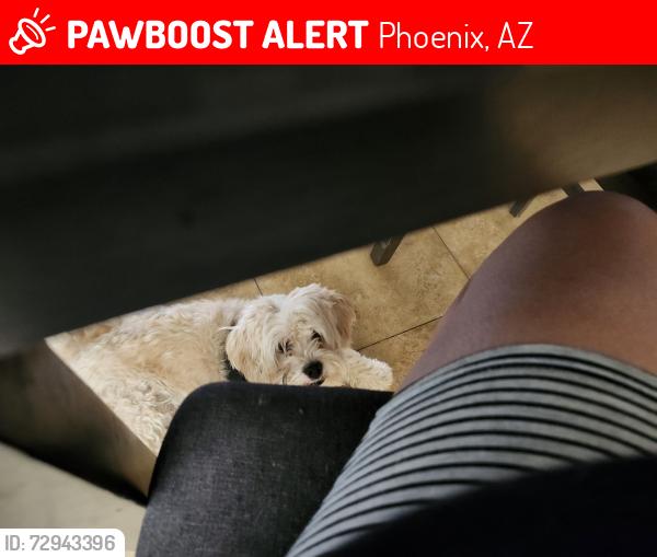 Lost Male Dog last seen 25th ave and cactus, Phoenix, AZ 85029