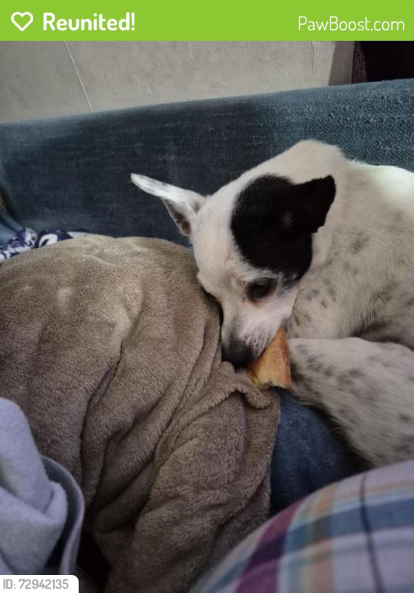 Reunited Female Dog last seen By the marsh, Bernville, PA 19506