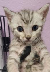 Shelter Stray Female Cat last seen Near COLINA CORONA, COUNTY of El Paso, TX, Fort Bliss, TX 79906