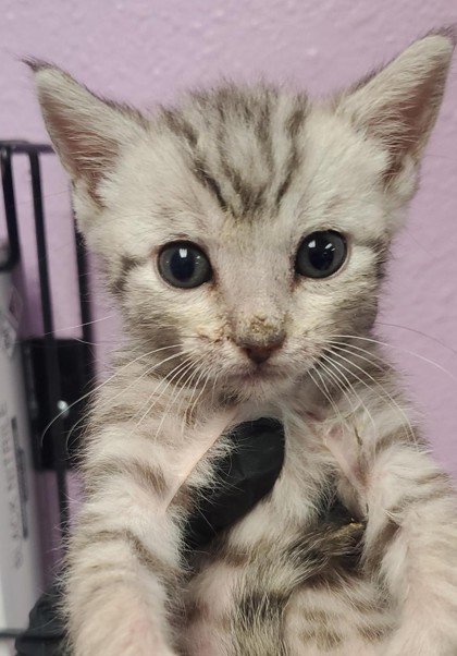 Shelter Stray Female Cat last seen Near COLINA CORONA, COUNTY of El Paso, TX, Fort Bliss, TX 79906