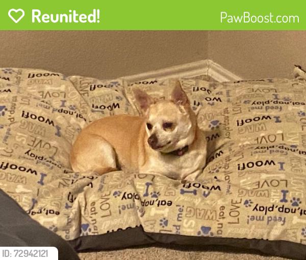Reunited Female Dog last seen Near County Rd 703, Alvarado, TX 76009, USA, Alvarado, TX 76009