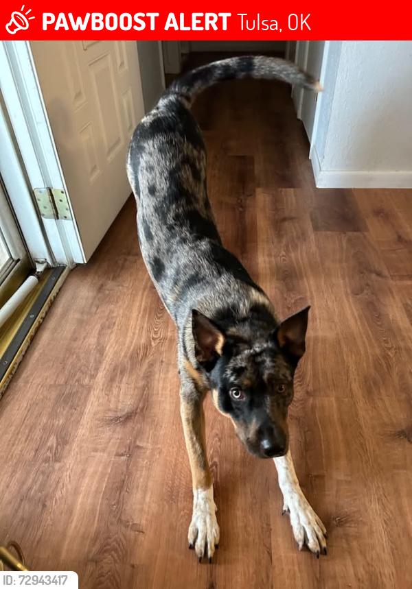 Lost Male Dog last seen 3rd and Garnett , Tulsa, OK 74128
