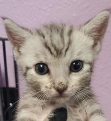 Shelter Stray Male Cat last seen Near COLINA CORONA, COUNTY of El Paso, TX, Fort Bliss, TX 79906