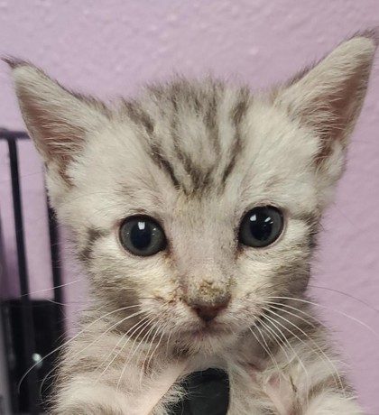 Shelter Stray Male Cat last seen Near COLINA CORONA, COUNTY of El Paso, TX, Fort Bliss, TX 79906