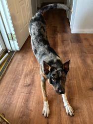 Lost Male Dog last seen 3rd and Garnett , Tulsa, OK 74128