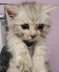 Shelter Stray Male Cat last seen Near COLINA CORONA, COUNTY of El Paso, TX, Fort Bliss, TX 79906