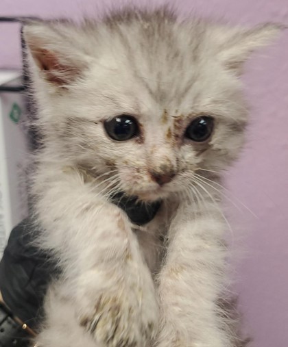 Shelter Stray Male Cat last seen Near COLINA CORONA, COUNTY of El Paso, TX, Fort Bliss, TX 79906