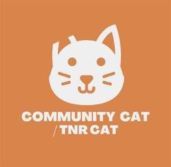 Shelter Stray Female Cat last seen El Paso, TX 79907, Fort Bliss, TX 79906