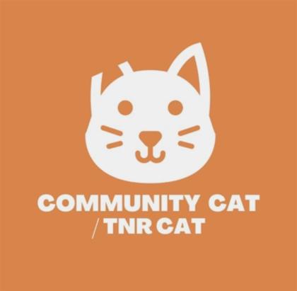 Shelter Stray Female Cat last seen El Paso, TX 79907, Fort Bliss, TX 79906