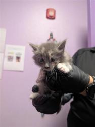 Shelter Stray Female Cat last seen El Paso, TX 79915, Fort Bliss, TX 79906