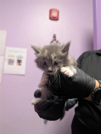 Shelter Stray Female Cat last seen El Paso, TX 79915, Fort Bliss, TX 79906