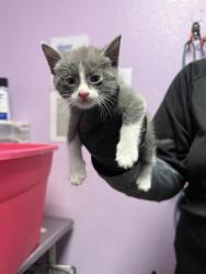 Shelter Stray Male Cat last seen El Paso, TX 79915, Fort Bliss, TX 79906