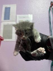 Shelter Stray Male Cat last seen El Paso, TX 79915, Fort Bliss, TX 79906