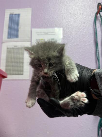 Shelter Stray Male Cat last seen El Paso, TX 79915, Fort Bliss, TX 79906
