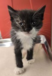 Shelter Stray Female Cat last seen Amherst and Chestnut, Fresno Zone Fresno CO 2 93703, CA, Fresno, CA 93706