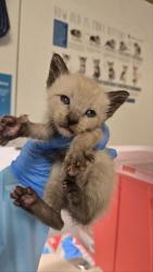Shelter Stray Male Cat last seen , CA , Fresno, CA 93706