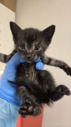 Shelter Stray Male Cat last seen , CA , Fresno, CA 93706