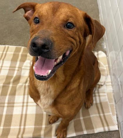 Shelter Stray Male Dog last seen Cleburne, TX , Cleburne, TX 76033