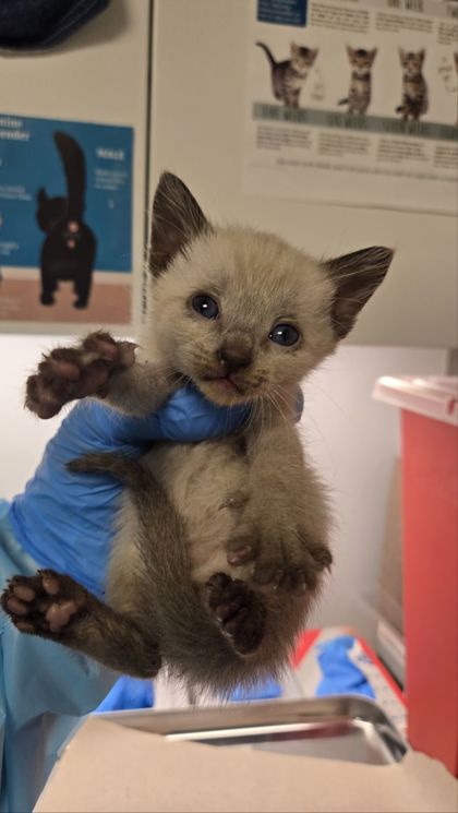 Shelter Stray Male Cat last seen , CA , Fresno, CA 93706