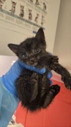 Shelter Stray Female Cat last seen , CA , Fresno, CA 93706