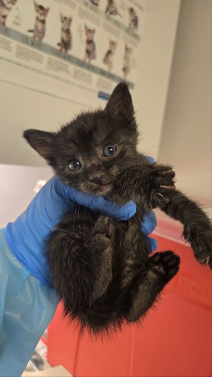 Shelter Stray Female Cat last seen , CA , Fresno, CA 93706