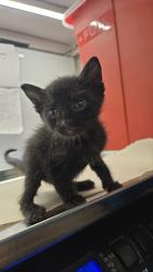 Shelter Stray Female Cat last seen , CA , Fresno, CA 93706