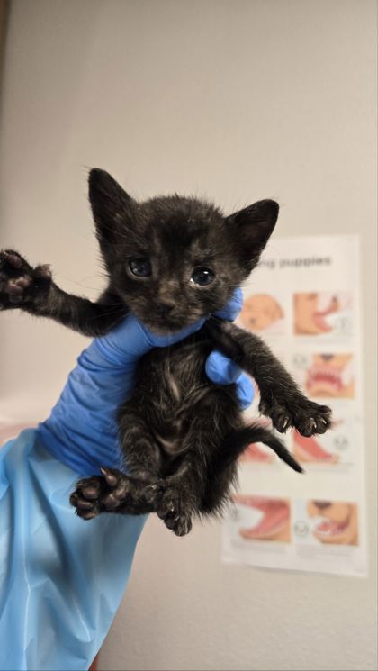 Shelter Stray Female Cat last seen , CA , Fresno, CA 93706