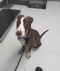 Shelter Stray Female Dog last seen Oakland, CA 94605, Oakland, CA 94601