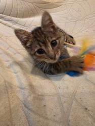 Shelter Stray Female Cat last seen Near N Indian Creek DrClarkston, GA 30021, 30021, GA, Atlanta, GA 30341