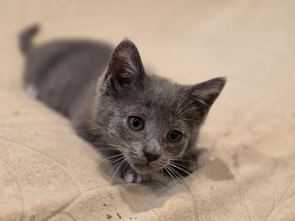 Shelter Stray Female Cat last seen Near McElroy Road, Doraville 30340, 30340, GA, Atlanta, GA 30341