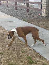 Found/Stray Male Dog last seen 120th Ave & Laredo Outlook Neighborhood , Commerce City, CO 80022