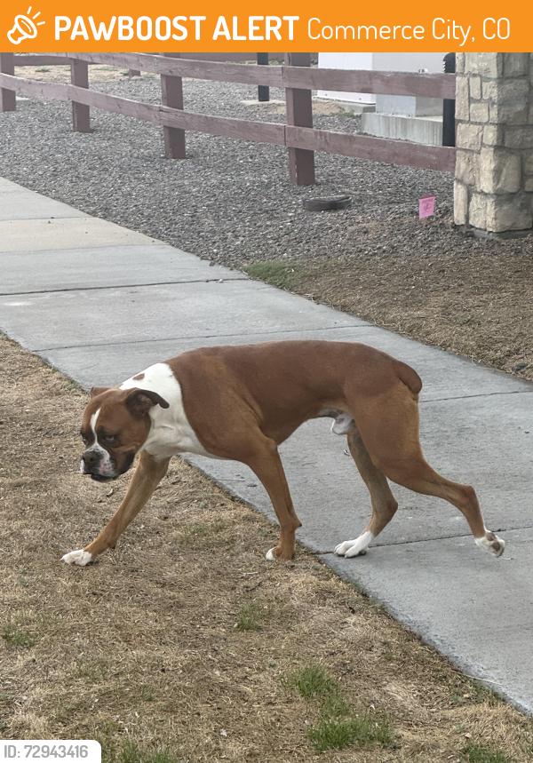 Found/Stray Male Dog last seen 120th Ave & Laredo Outlook Neighborhood, Commerce City, CO 80022