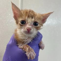 Shelter Stray Male Cat last seen College Station, TX 77845, Bryan, TX 77807