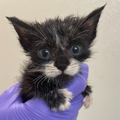 Shelter Stray Female Cat last seen College Station, TX 77845, Bryan, TX 77807