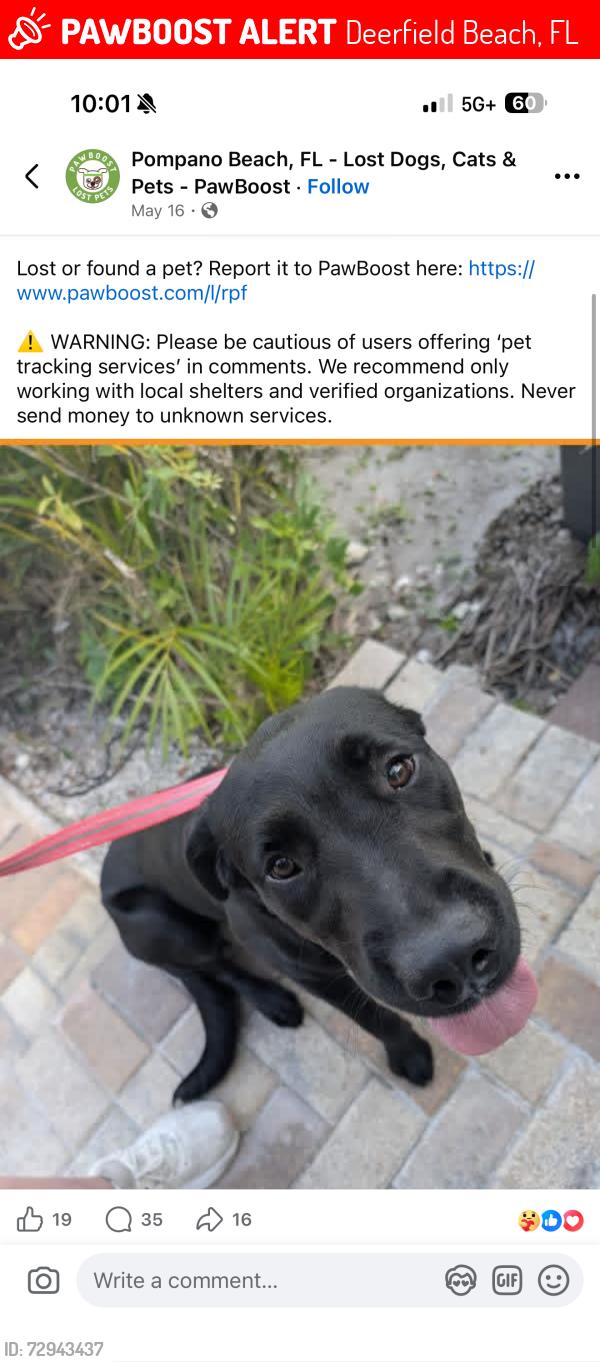 Lost Female Dog last seen Near SW 14th St Deerfield Beach, FL  33441 United States, Deerfield Beach, FL 33441