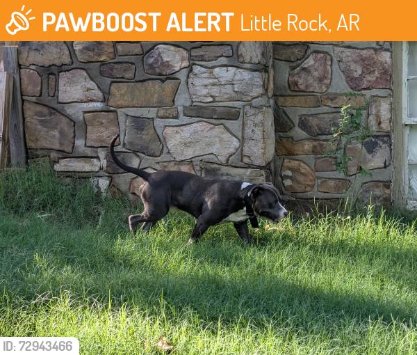 Found/Stray Male Dog last seen 17th and fair park blvd, Little Rock, AR 72204