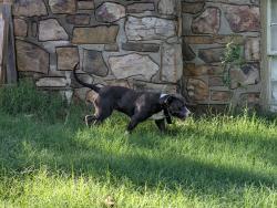 Found/Stray Male Dog last seen 17th and fair park blvd, Little Rock, AR 72204