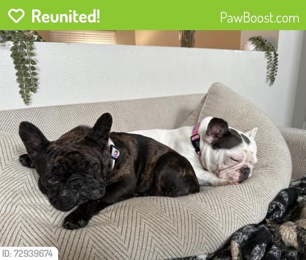 Reunited Female Dog last seen Near Claridge Dr, Arlington, TX 76018, USA, Arlington, TX 76018