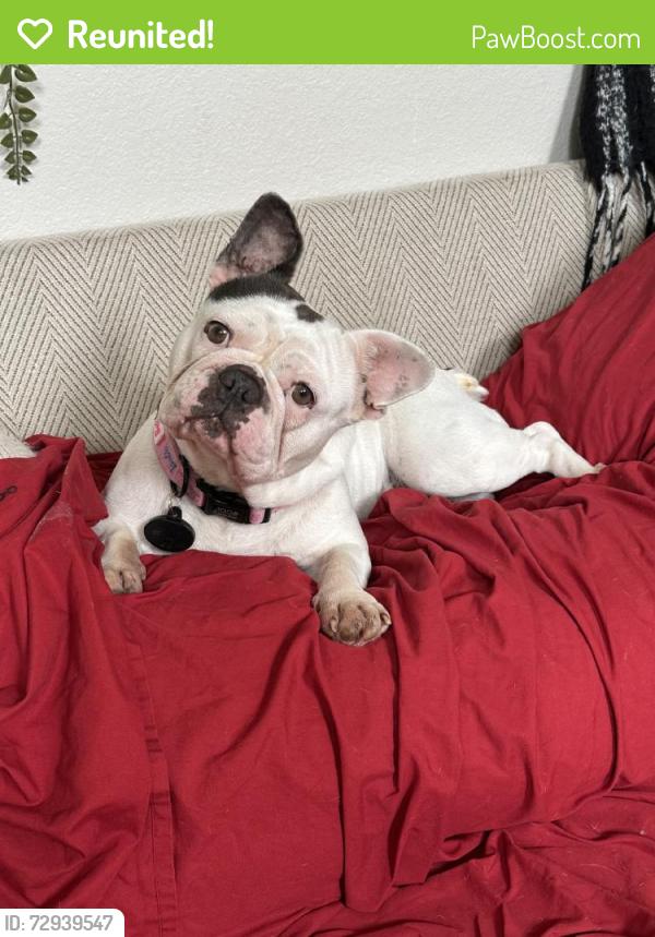 Reunited Female Dog last seen Near Claridge Dr, Arlington, TX 76018, USA, Arlington, TX 76018