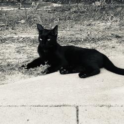 Found/Stray Unknown Cat last seen Dennys and Twin Peak, Houston, TX 77040